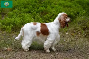 Read more about the article English Cocker Spaniel breeders and puppies in Washington
