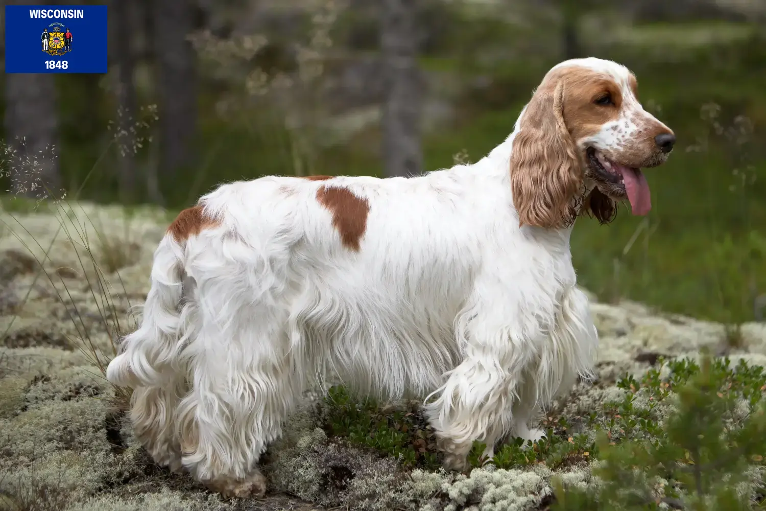 English Cocker Spaniel puppies and breeders Wisconsin Find English Cocker Spaniels breeders in Wisconsin.