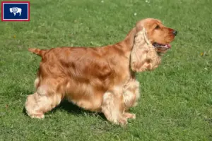 Read more about the article English Cocker Spaniel breeders and puppies in Wyoming