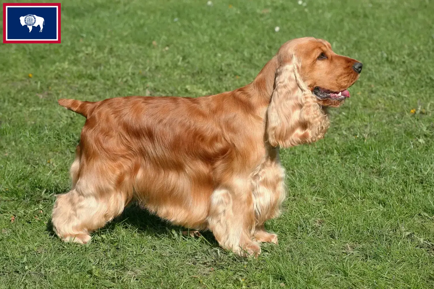 English Cocker Spaniel puppies and breeders Wyoming Find English Cocker Spaniels breeders in Wyoming.