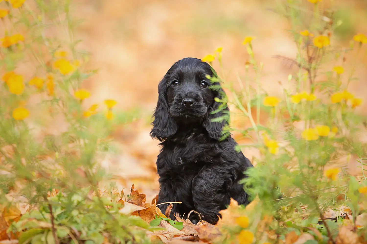 Buying an English Cocker Spaniel puppy means taking responsibility! Buy English Cocker Spaniel puppies.