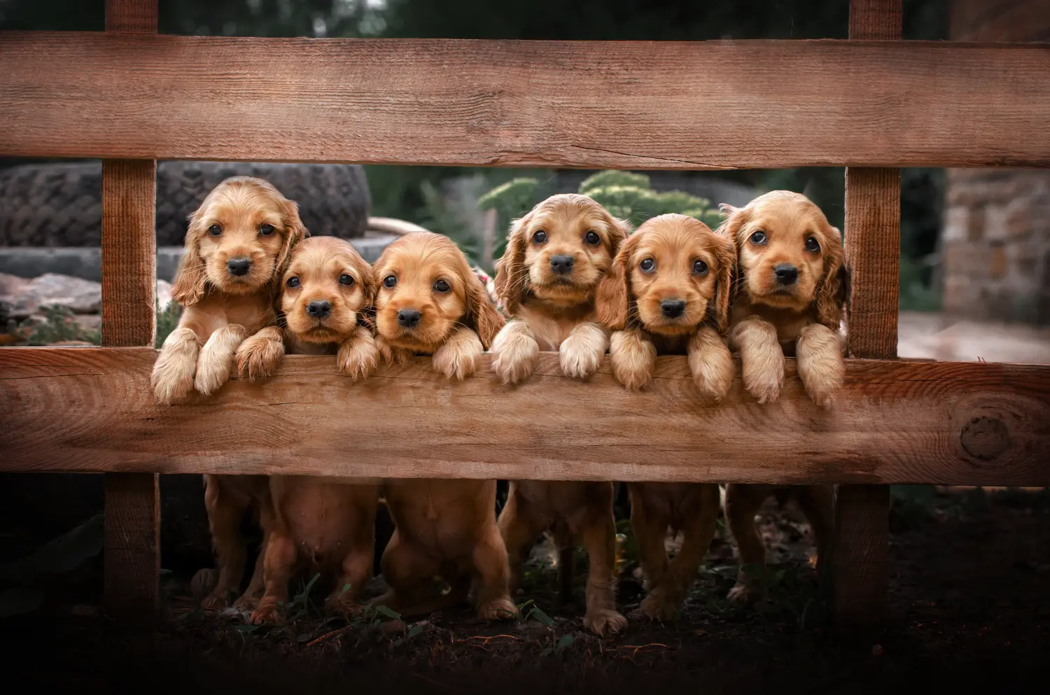 Buying an English Cocker Spaniel puppy means taking responsibility! Buy English Cocker Spaniel puppies.