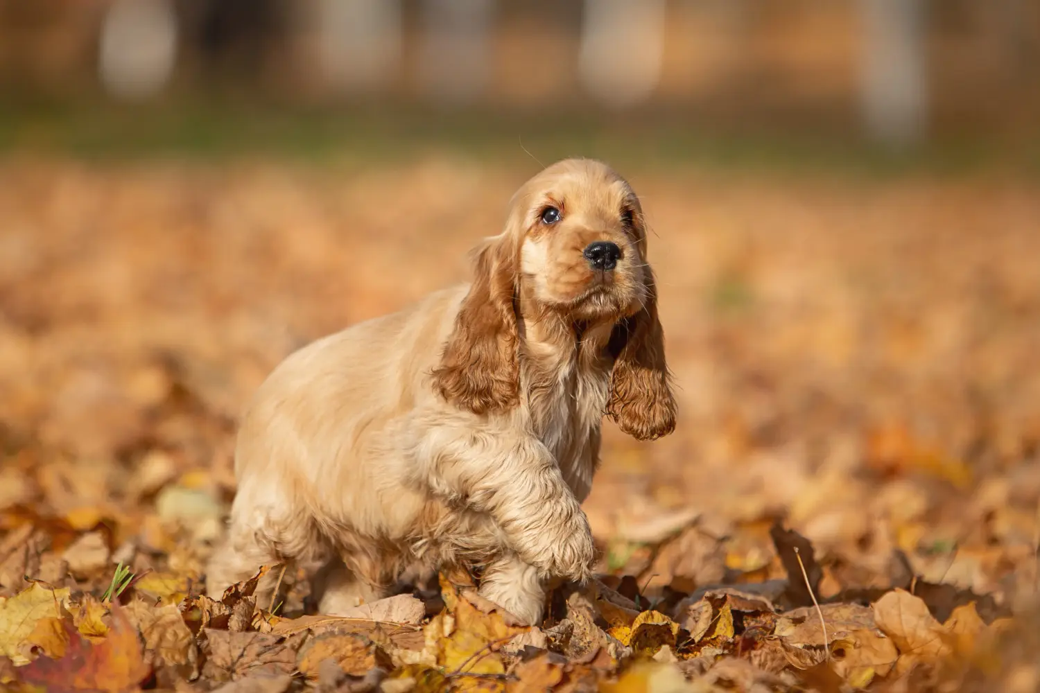 Buying an English Cocker Spaniel puppy means taking responsibility! Buy English Cocker Spaniel puppies.