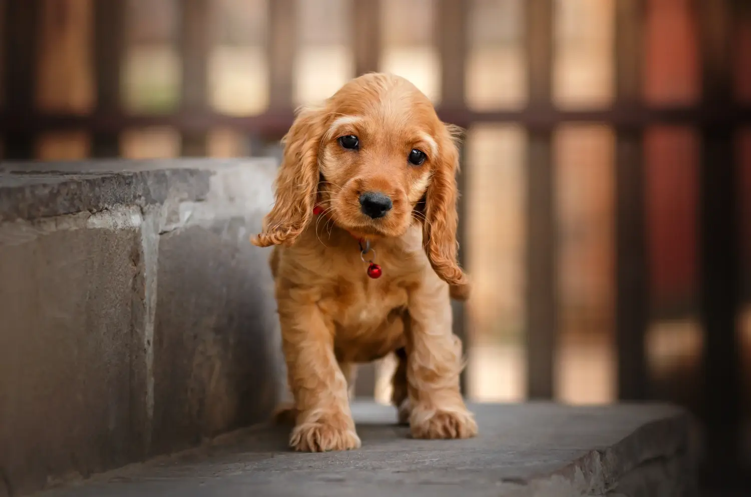 Buying an English Cocker Spaniel puppy means taking responsibility! Buy English Cocker Spaniel puppies.