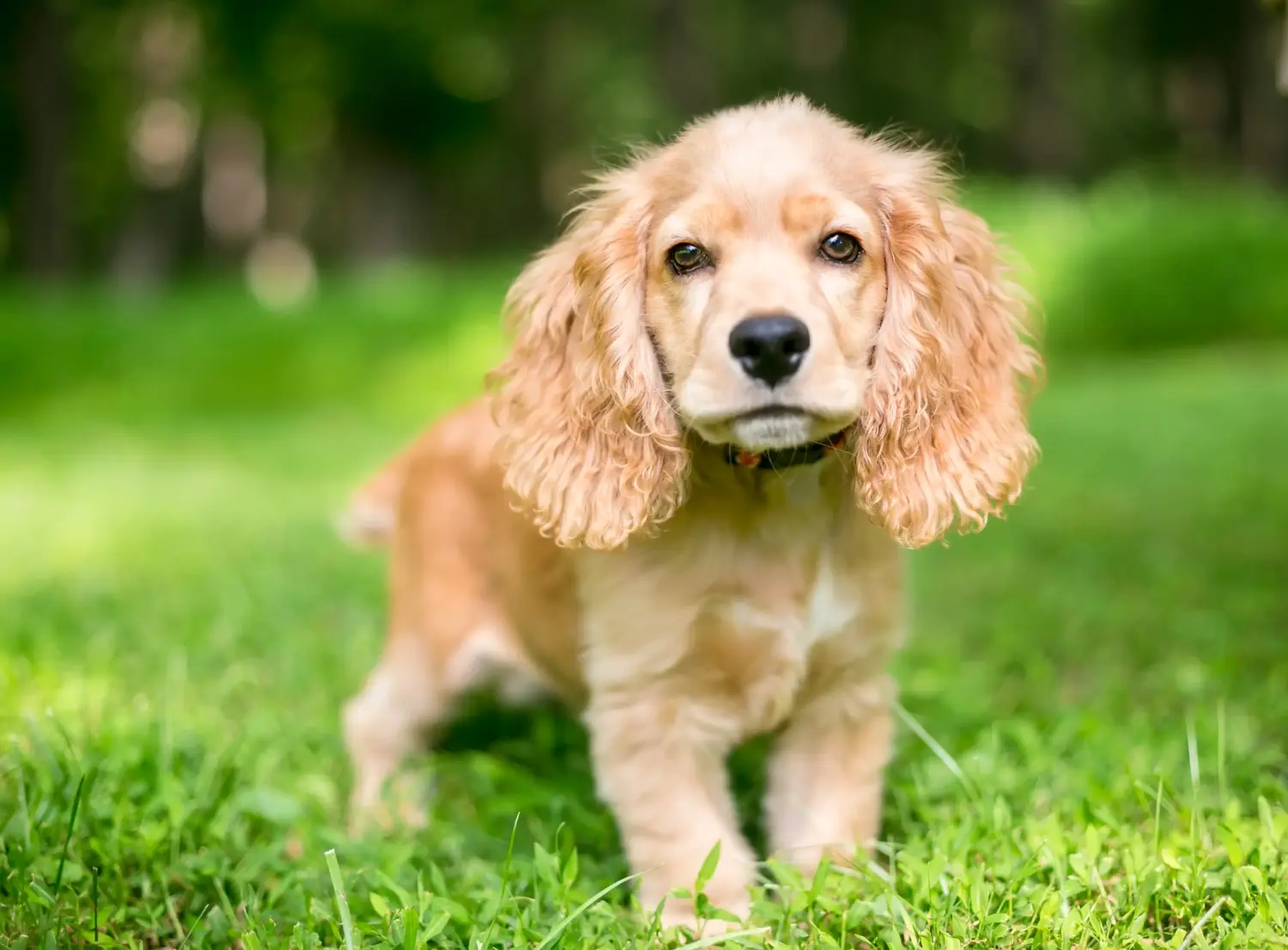 Buying an English Cocker Spaniel puppy means taking responsibility! Buy English Cocker Spaniel puppies.