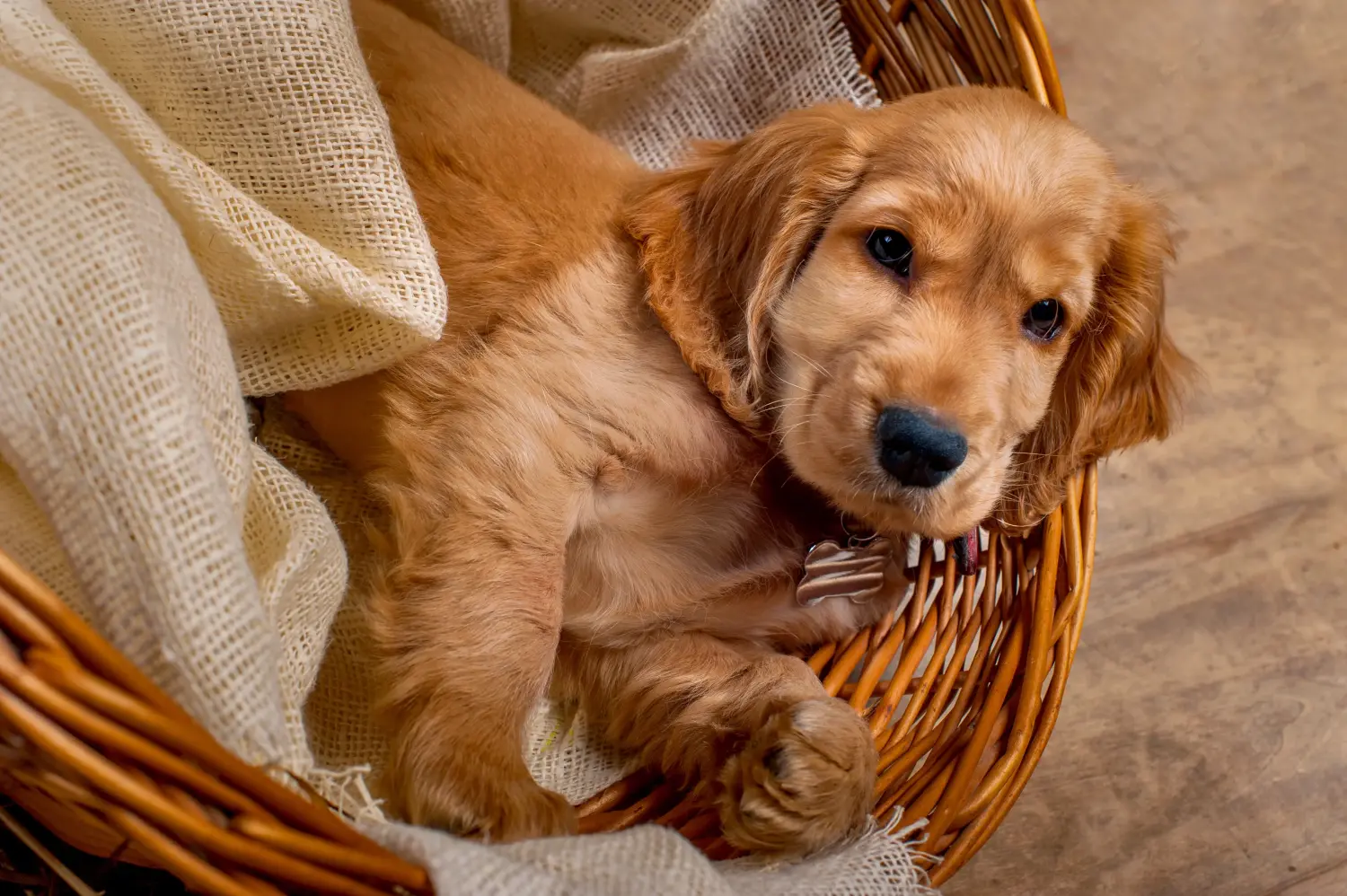 Buying an English Cocker Spaniel puppy means taking responsibility! Buy English Cocker Spaniel puppies.