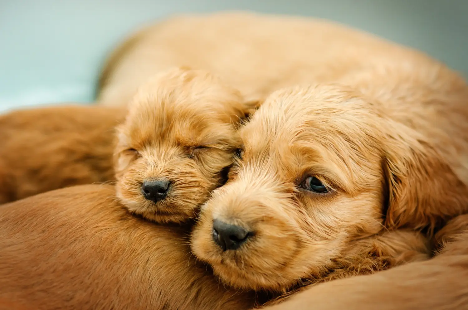 Buying an English Cocker Spaniel puppy means taking responsibility! Buy English Cocker Spaniel puppies.
