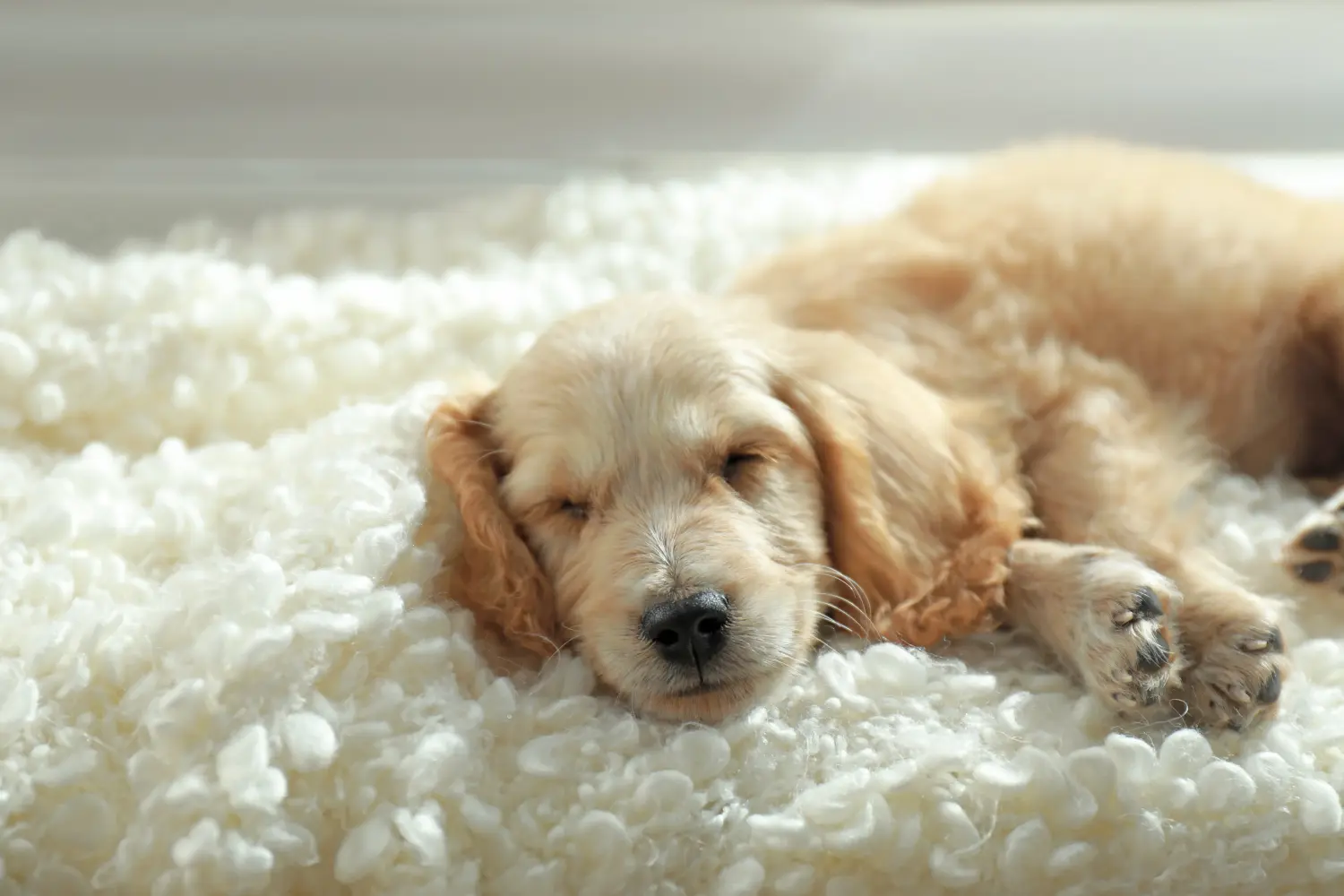 Buying an English Cocker Spaniel puppy means taking responsibility! Buy English Cocker Spaniel puppies.