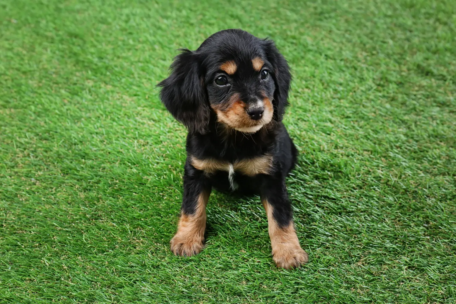 Buying an English Cocker Spaniel puppy means taking responsibility! Buy English Cocker Spaniel puppies.
