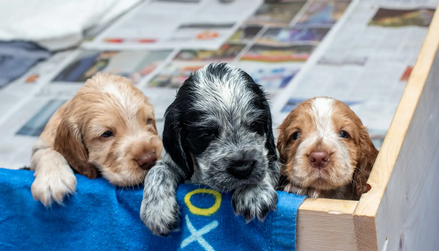 Buying an English Cocker Spaniel puppy means taking responsibility! Buy English Cocker Spaniel puppies.