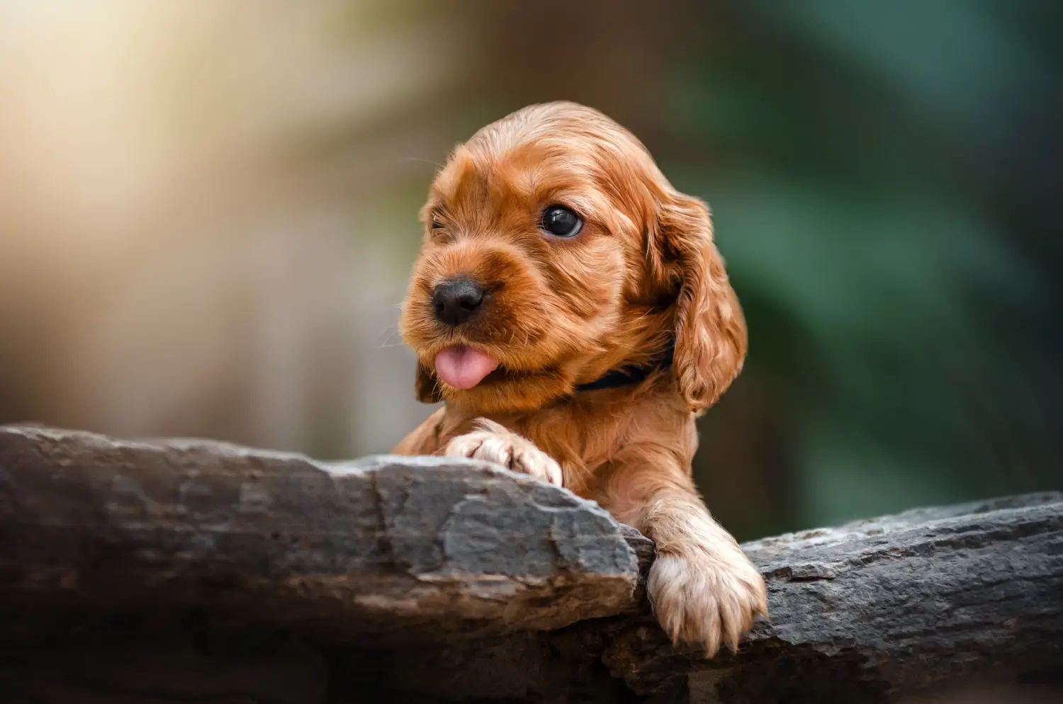 Buying an English Cocker Spaniel puppy means taking responsibility! Buy English Cocker Spaniel puppies.