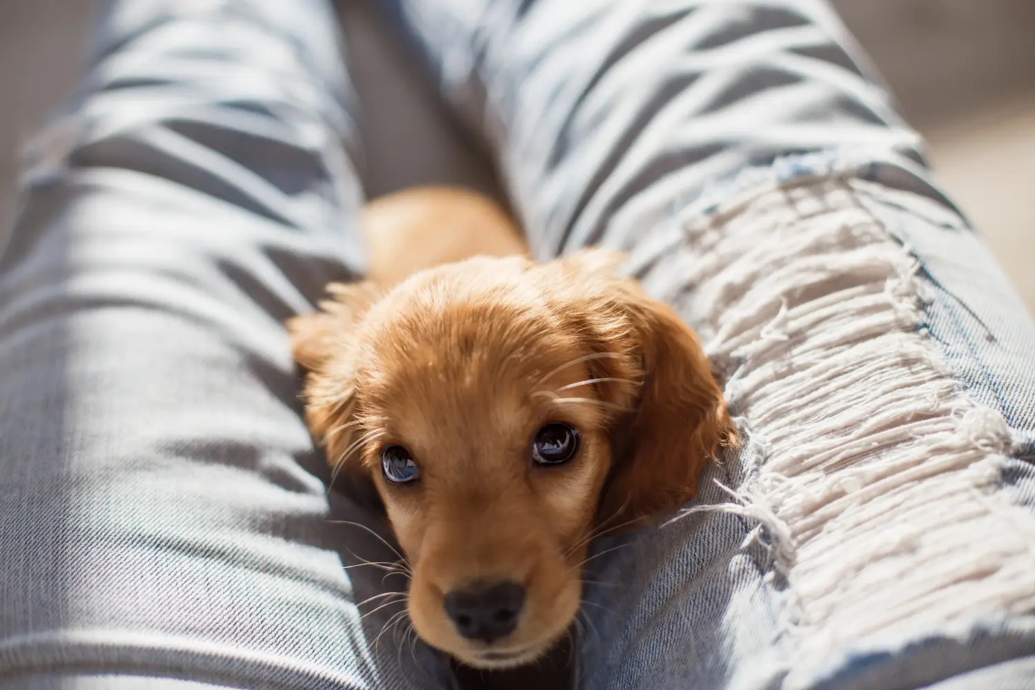 Buying an English Cocker Spaniel puppy means taking responsibility! Buy English Cocker Spaniel puppies.