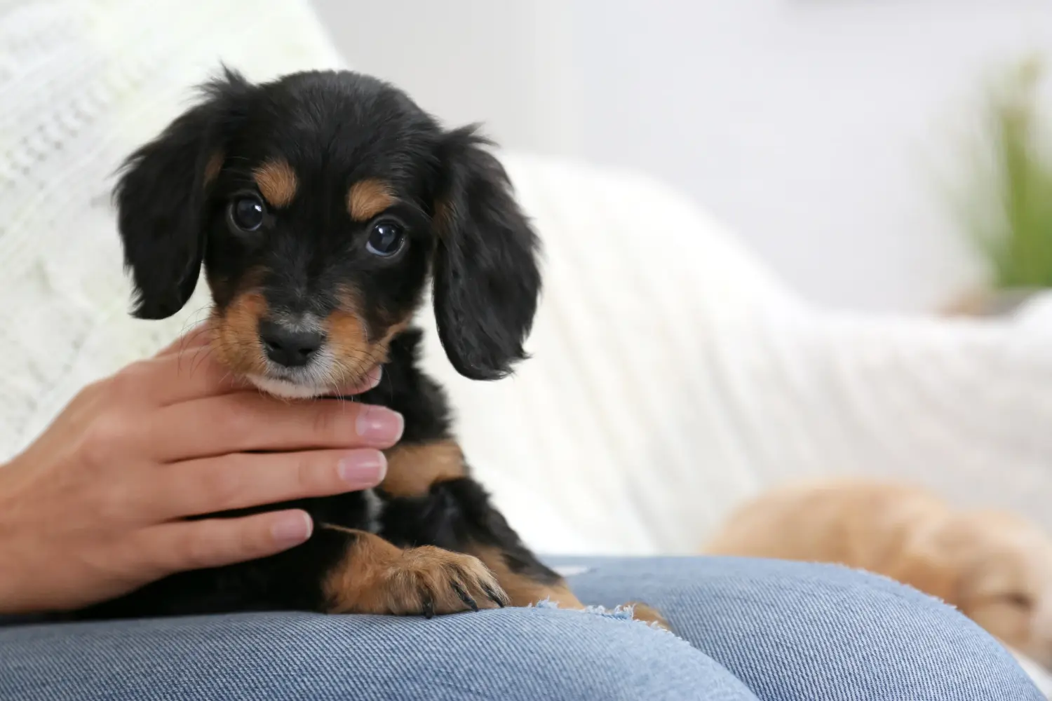 Buying an English Cocker Spaniel puppy means taking responsibility! Buy English Cocker Spaniel puppies.
