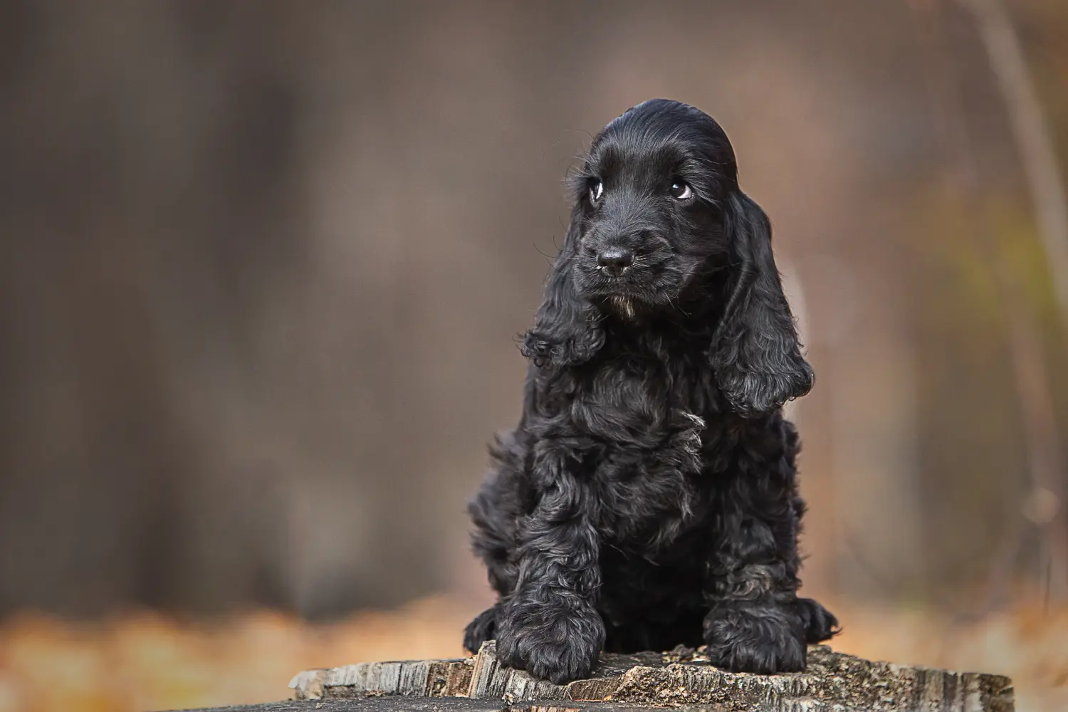 Buying an English Cocker Spaniel puppy means taking responsibility! Buy English Cocker Spaniel puppies.