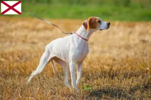 Read more about the article English Pointer breeders and puppies in Alabama