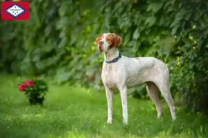 Read more about the article English Pointer breeders and puppies in Arkansas