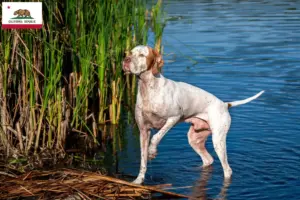Read more about the article English Pointer breeders and puppies in California