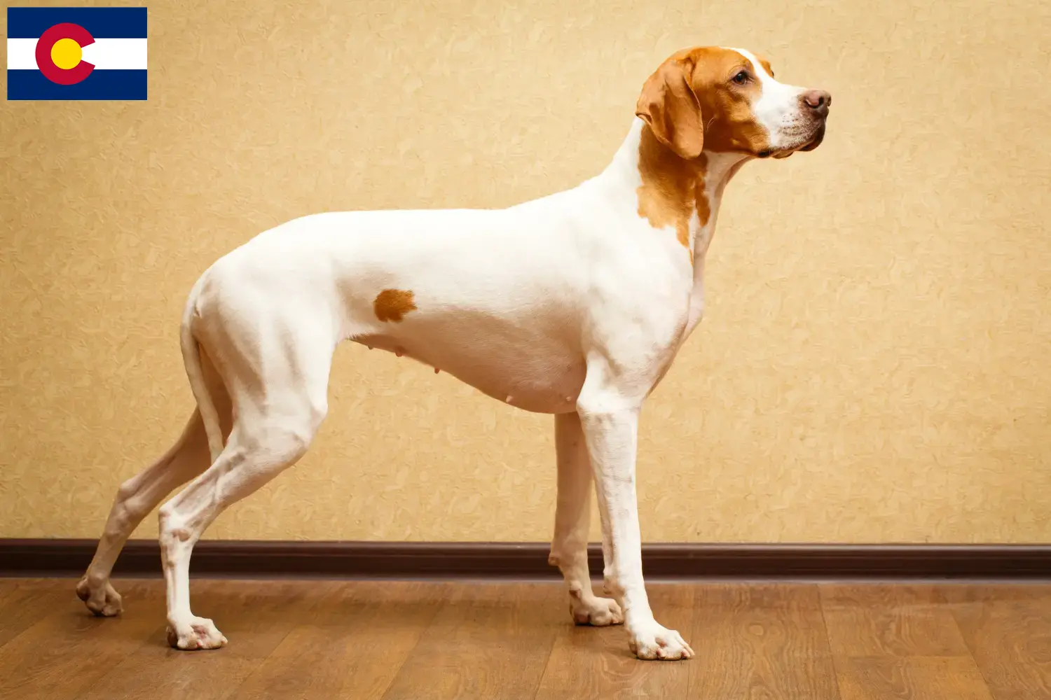 English Pointer puppies and breeders Colorado Find English Pointers breeders in Colorado.