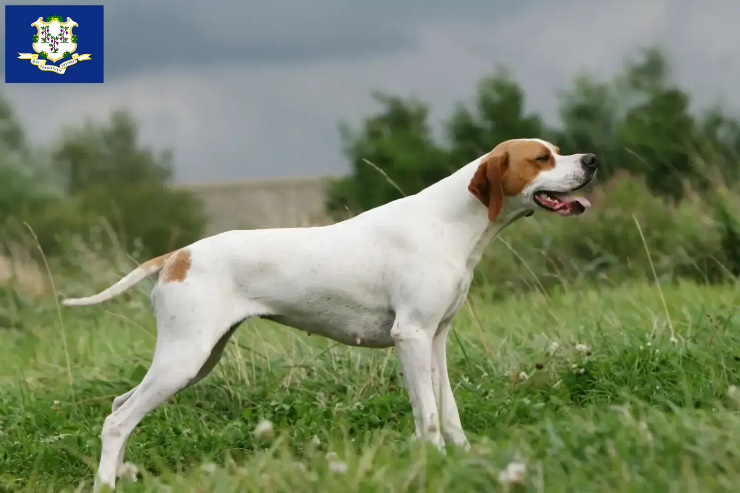 English Pointer puppies and breeders Connecticut Find English Pointers breeders in Connecticut.