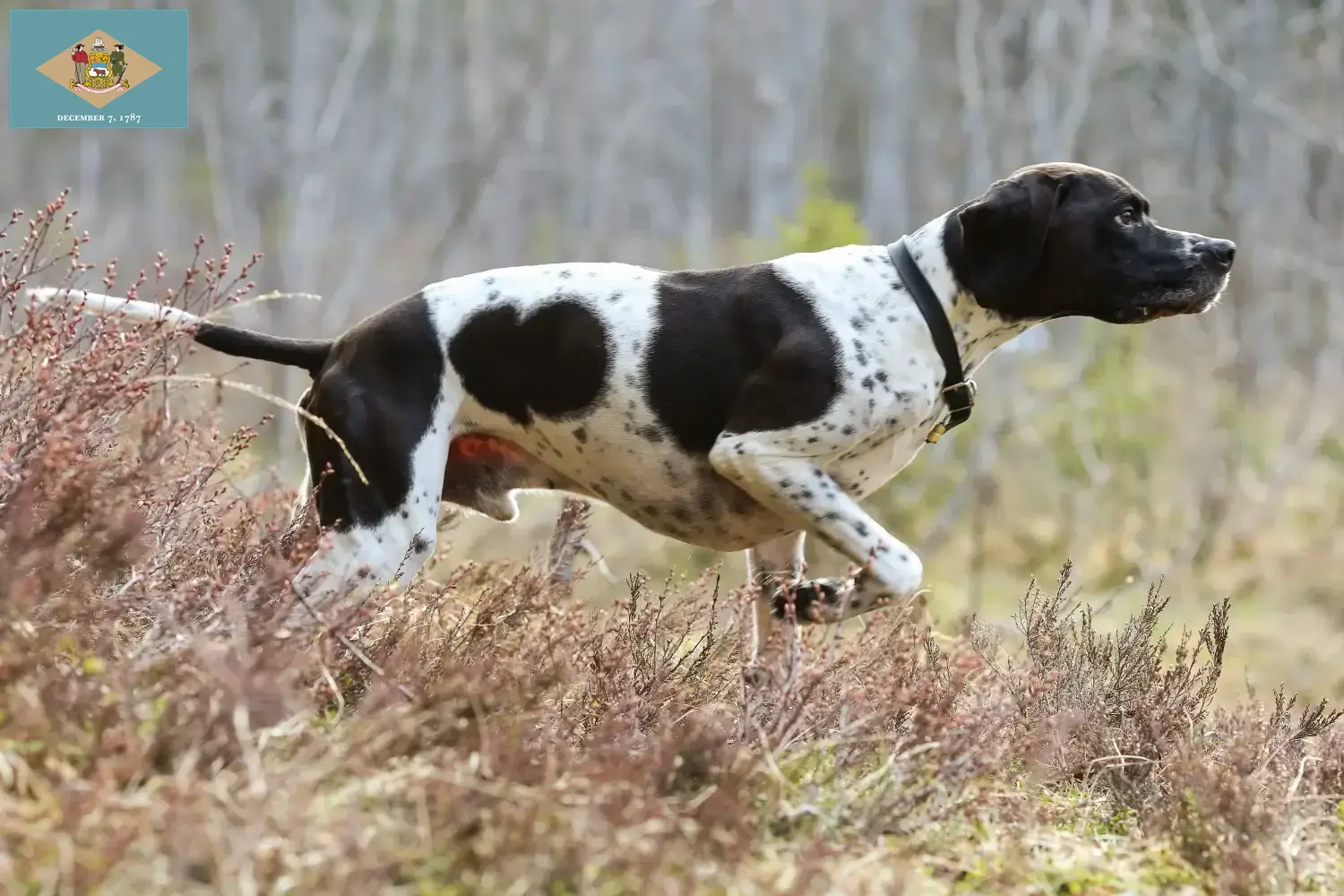 English Pointer puppies and breeder Delaware Find English Pointers breeders in Delaware.