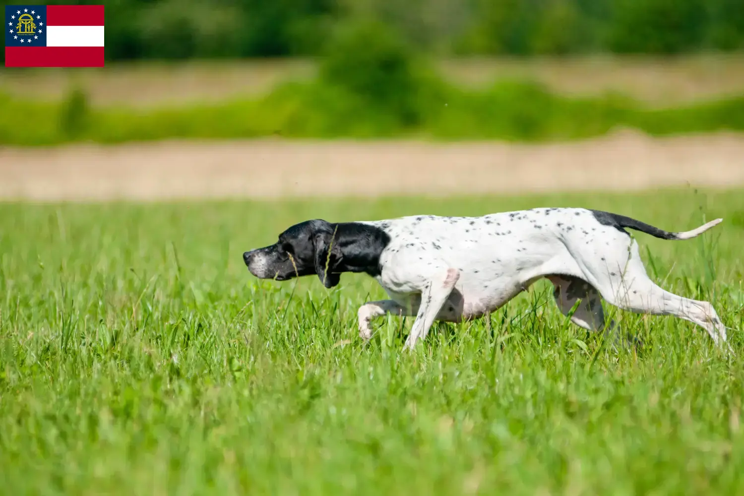 English Pointer puppies and breeders Georgia Find English Pointers breeders in Georgia.