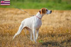 Read more about the article English Pointer breeders and puppies in Hawaii