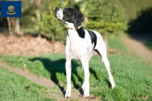 Read more about the article English Pointer breeders and puppies in Idaho