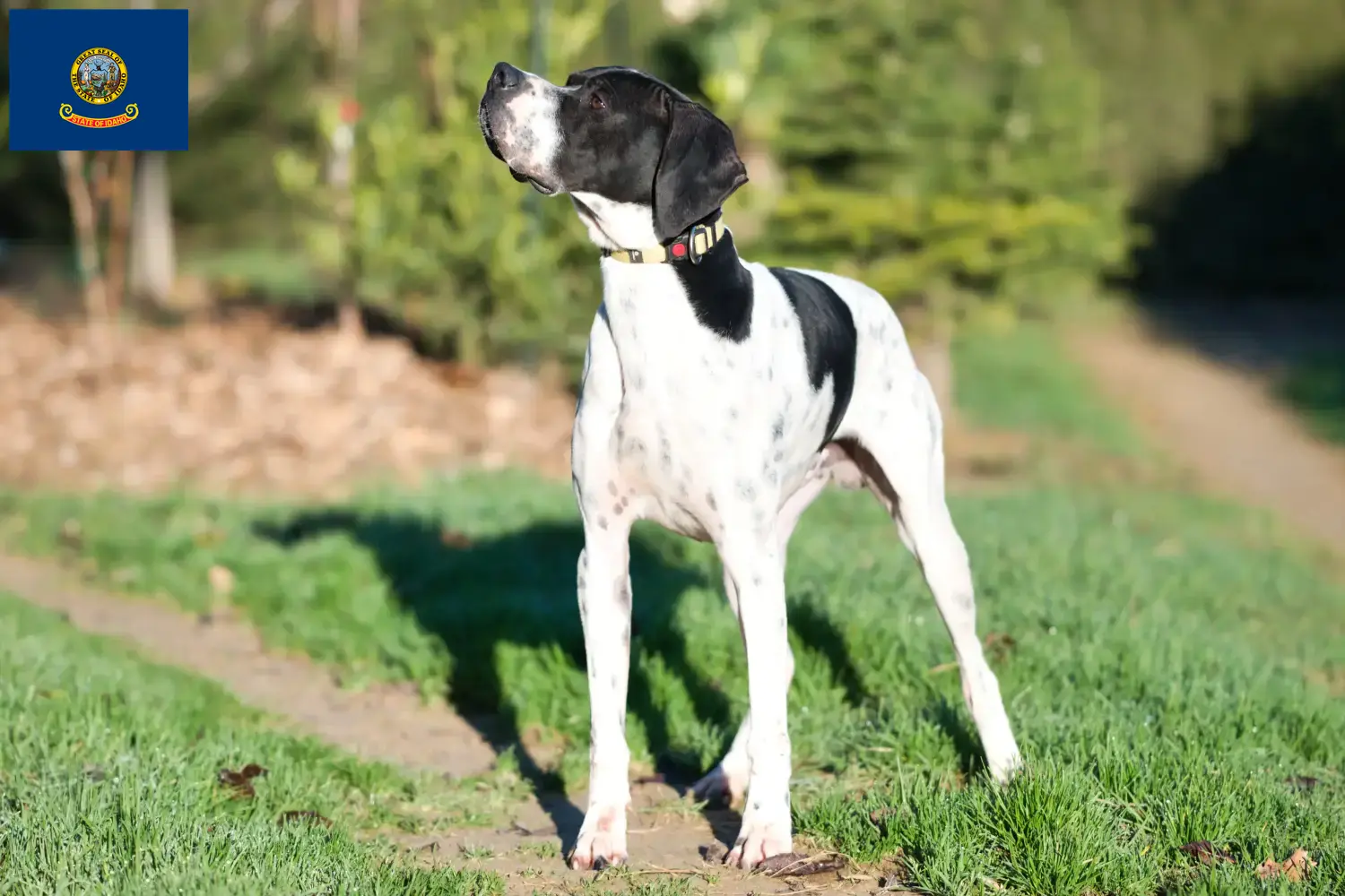 English Pointer puppies and breeders Idaho Find English Pointers breeders in Idaho.
