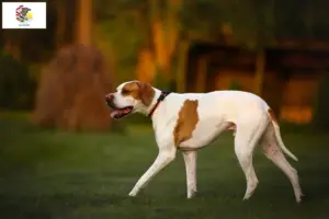 Read more about the article English Pointer breeders and puppies in Illinois