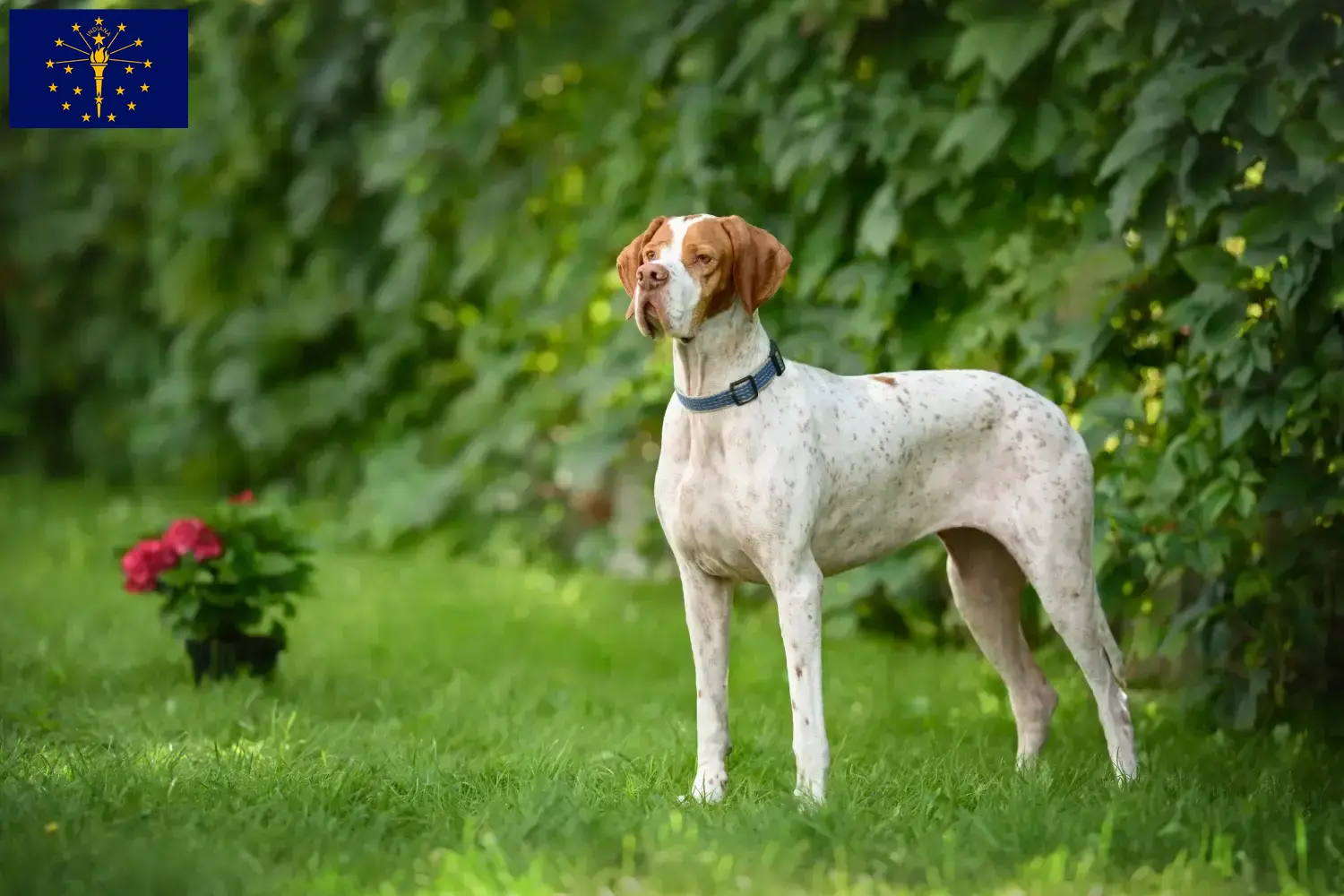 English Pointer puppies and breeders Indiana Find English Pointers breeders in Indiana.