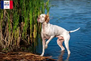 Read more about the article English Pointer breeders and puppies in Iowa