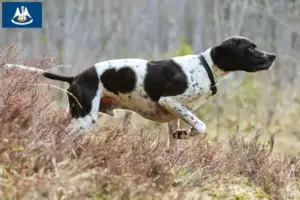 Read more about the article English Pointer breeders and puppies in Louisiana