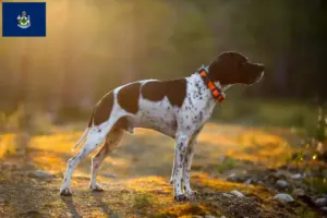 Read more about the article English Pointer breeders and puppies in Maine