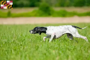 Read more about the article English Pointer breeders and puppies in Maryland