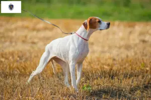Read more about the article English Pointer breeders and puppies in Massachusetts