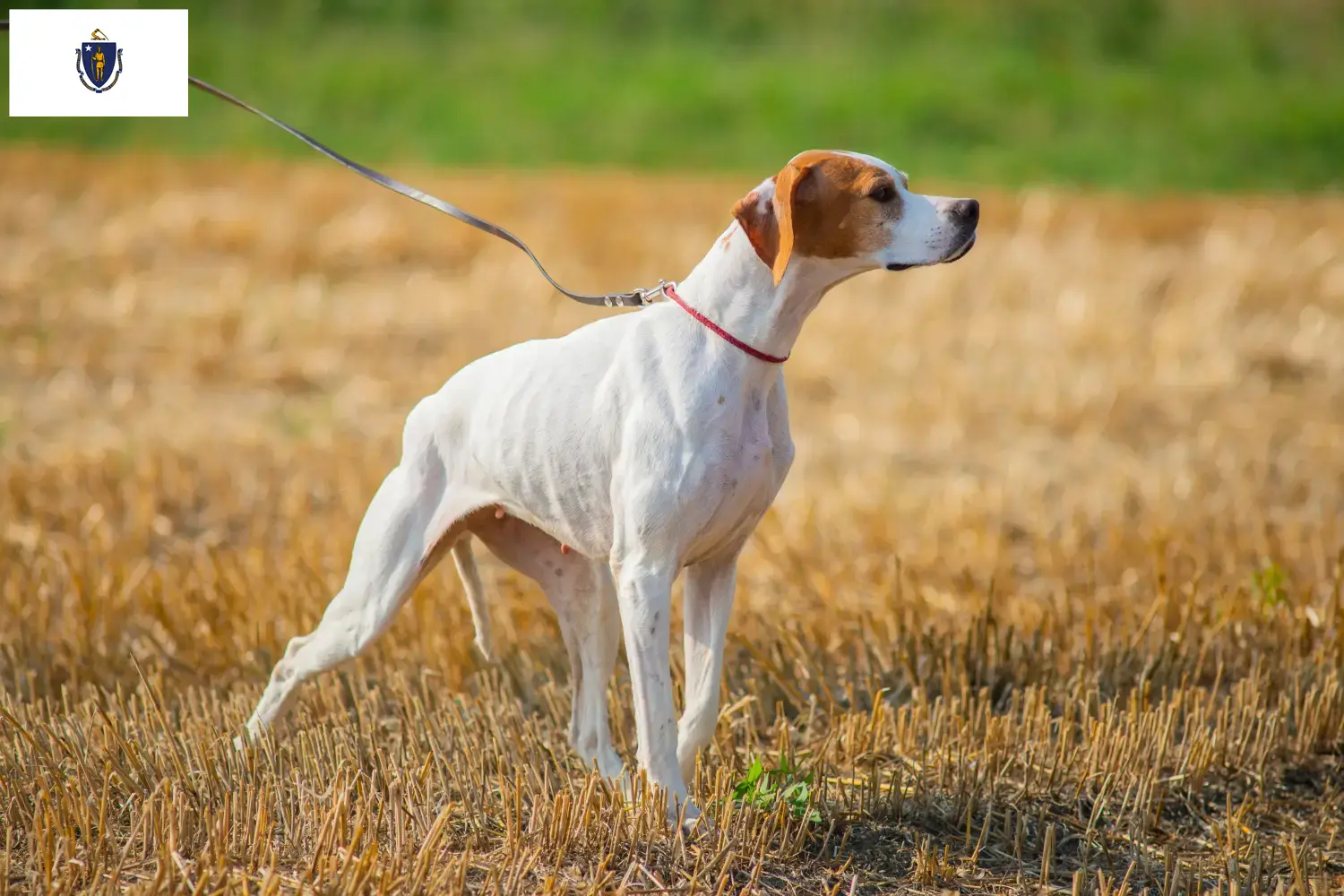 English Pointer puppies and breeders Massachusetts Find English Pointers breeders in Massachusetts.