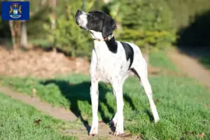 Read more about the article English Pointer breeders and puppies in Michigan
