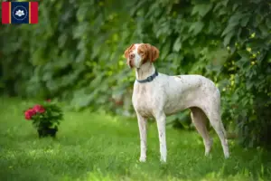 Read more about the article English Pointer breeders and puppies in Mississippi
