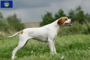 Read more about the article English Pointer breeders and puppies in Nebraska