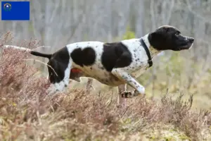 Read more about the article English Pointer breeders and puppies in Nevada