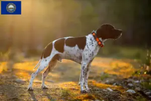 Read more about the article English Pointer breeders and puppies in New Hampshire