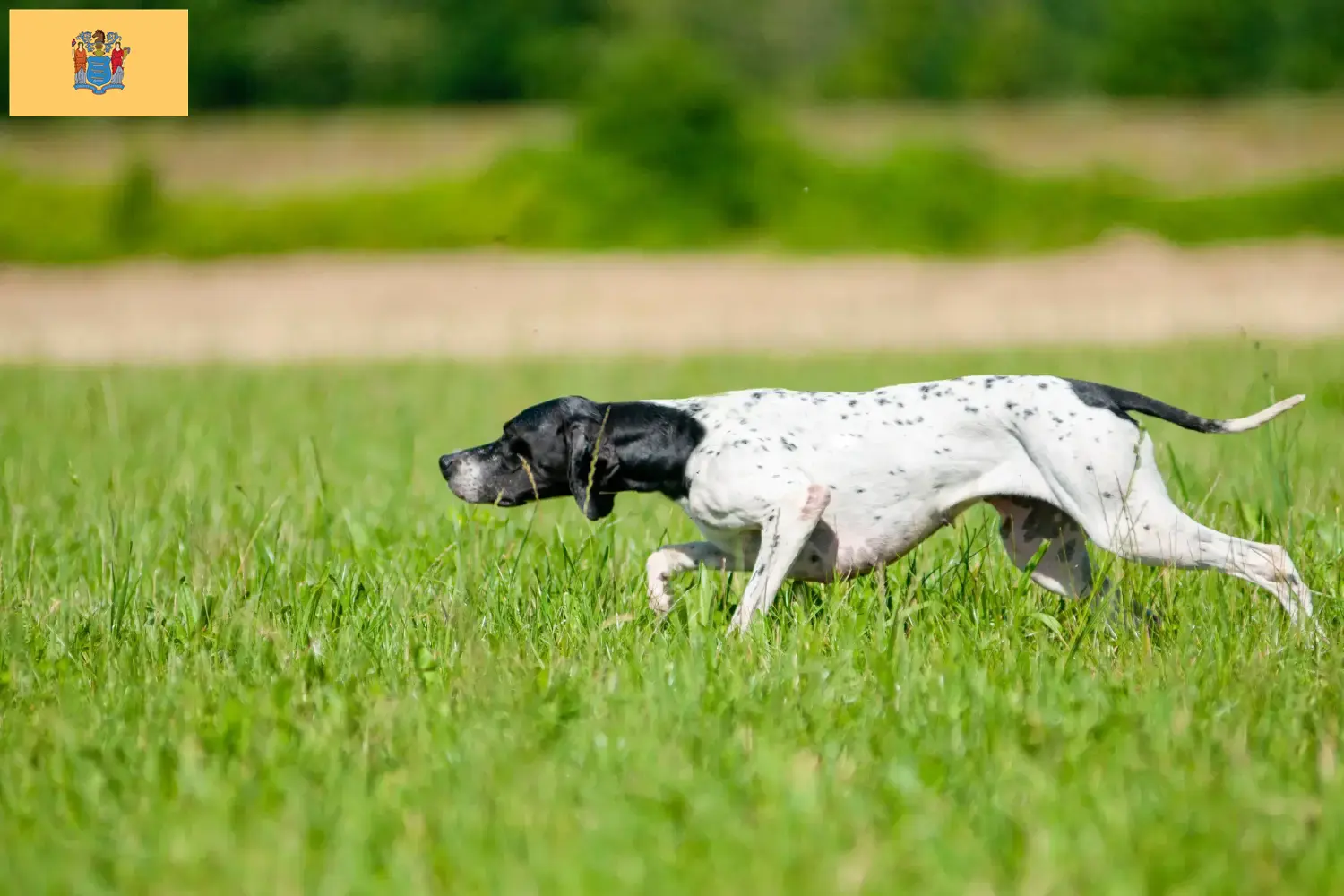 English Pointer puppies and breeders New Jersey Find English Pointers breeders in New Jersey.