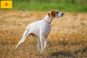 Read more about the article English Pointer breeders and puppies in New Mexico