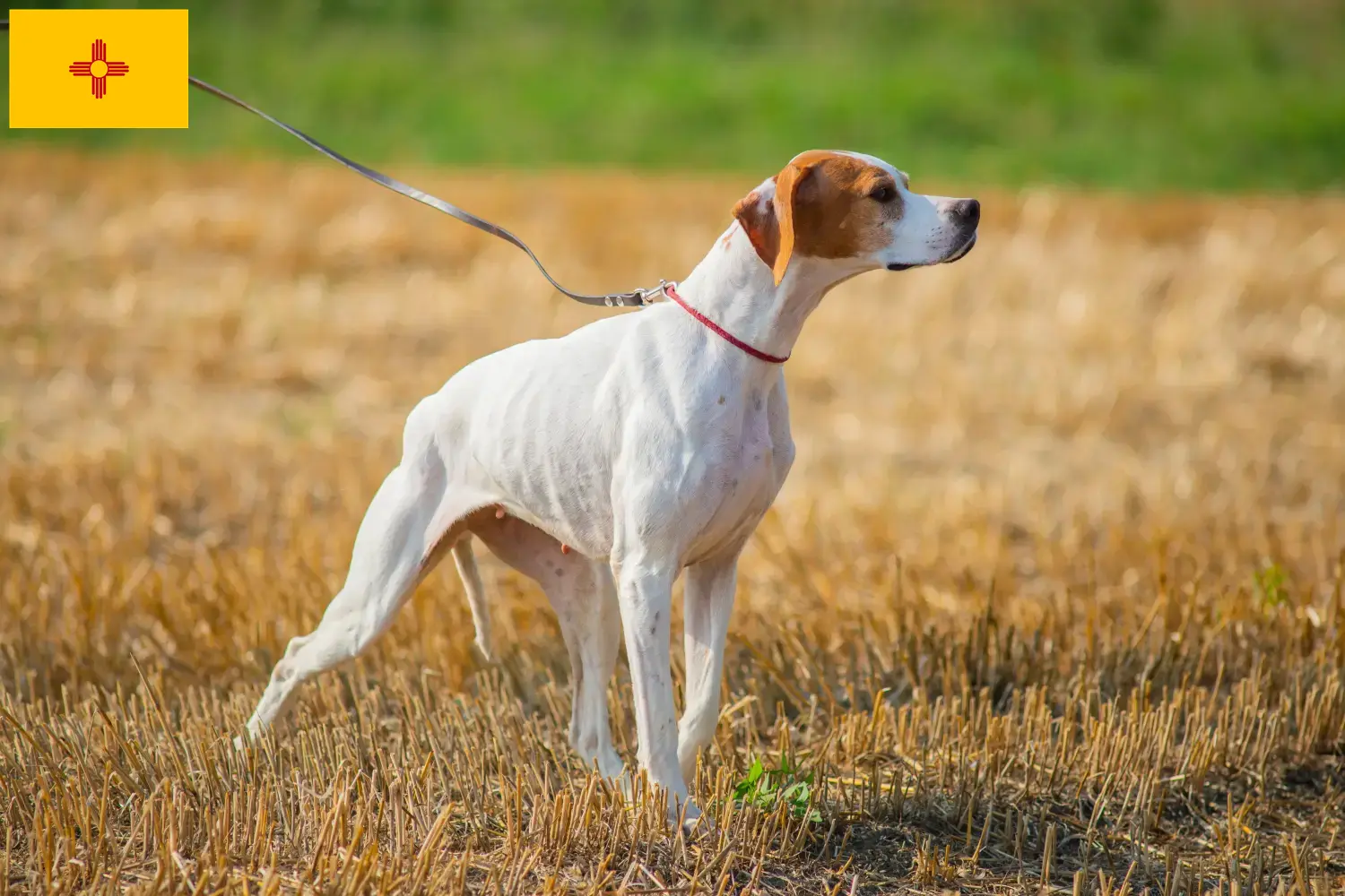 English Pointer puppies and breeders New Mexico Find English Pointers breeders in New Mexico.