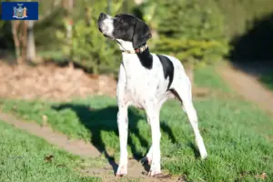 Read more about the article English Pointer breeders and puppies in New York