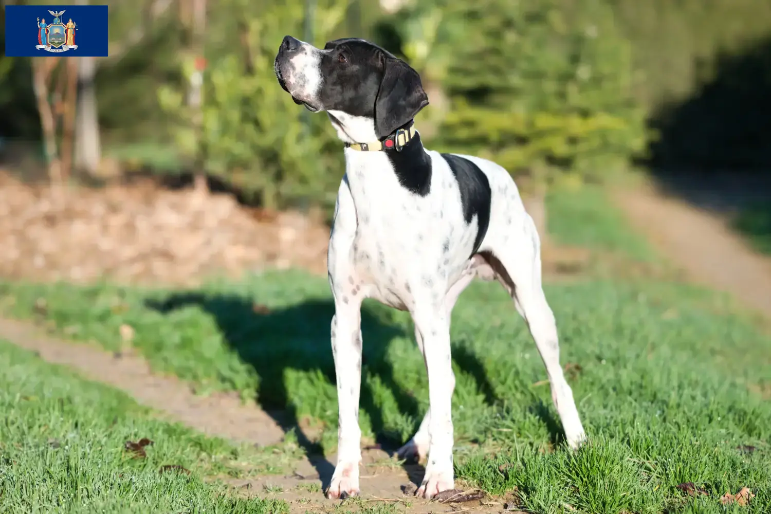 English Pointer puppies and breeders New York Find English Pointers breeders in New York here.