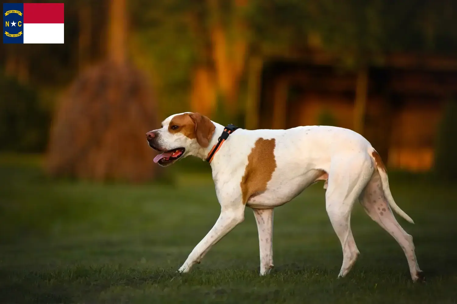 English Pointer puppies and breeders North Carolina Find English Pointers breeders in North Carolina.