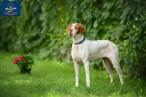 Read more about the article English Pointer breeders and puppies in North Dakota