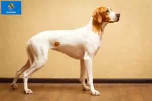 Read more about the article English Pointer breeders and puppies in Oklahoma