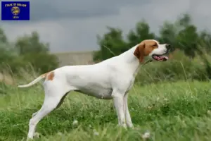 Read more about the article English Pointer breeders and puppies in Oregon